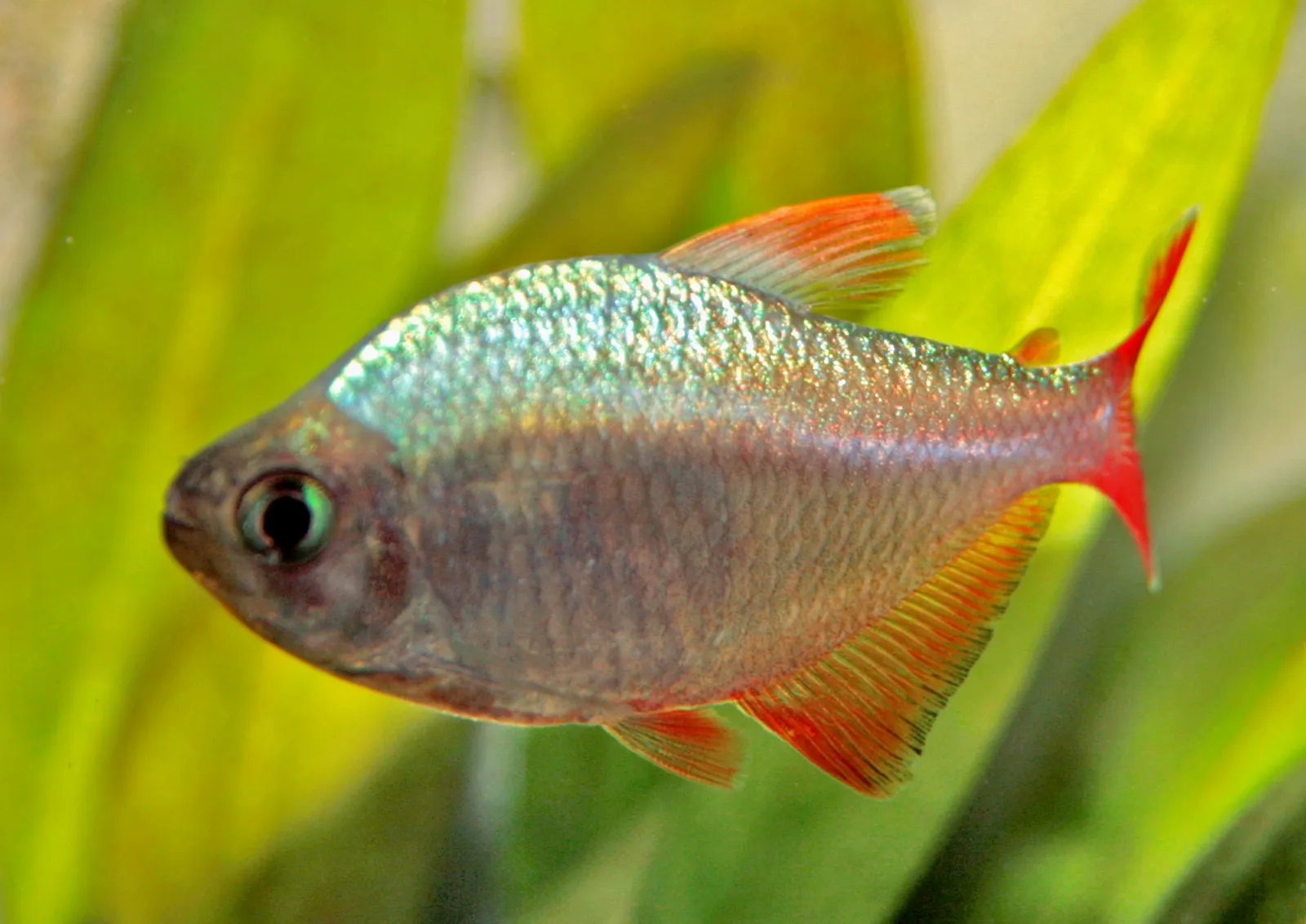 Colombian tetra (Hyphessobrycon columbianus)