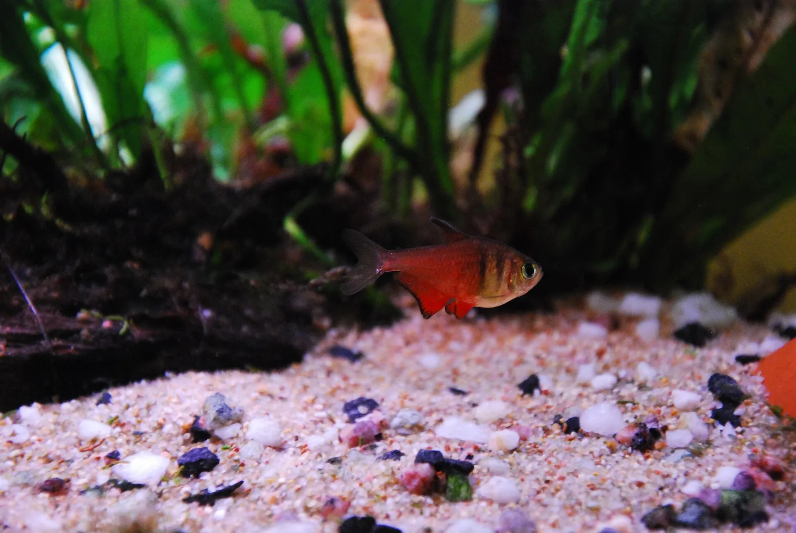 Flame tetra (Hyphessobrycon flammeus)