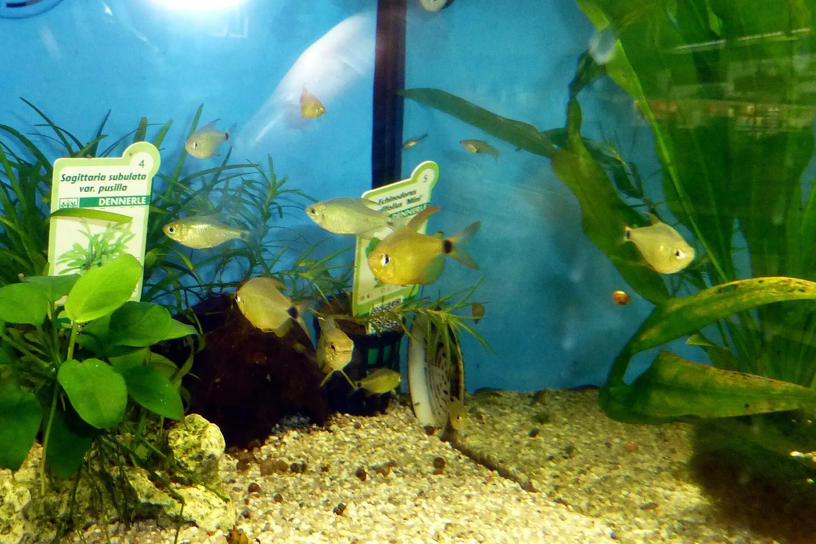 Kitty Tetra (Hyphessobrycon heliacus)