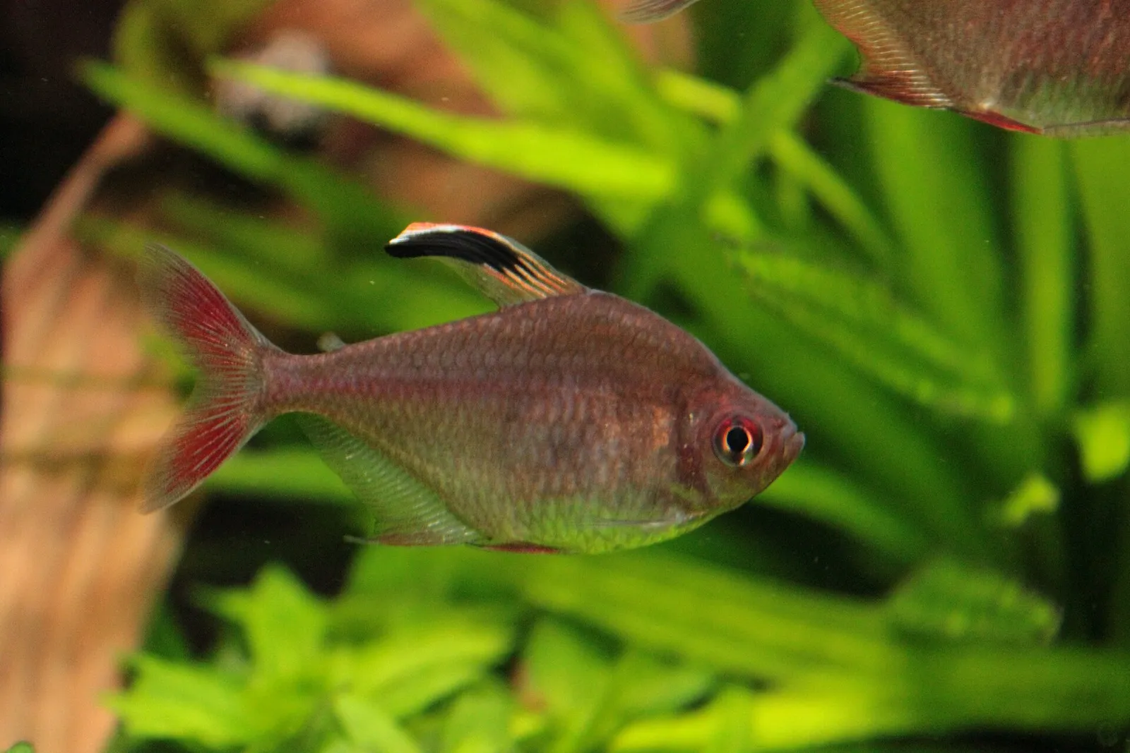 Sickle Tetra (Hyphessobrycon jackrobertsi)