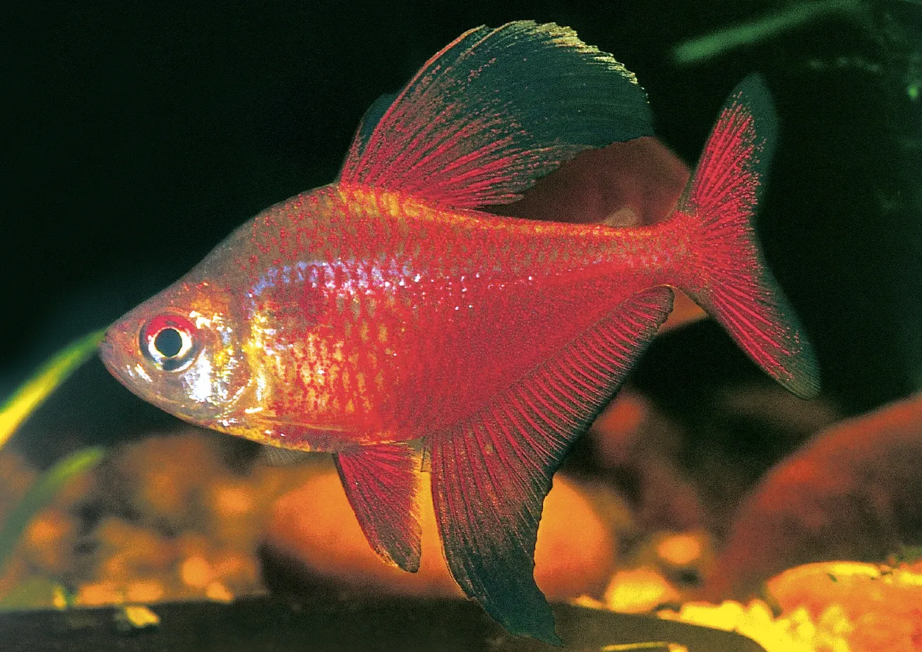 Sickle Tetra (Hyphessobrycon jackrobertsi)