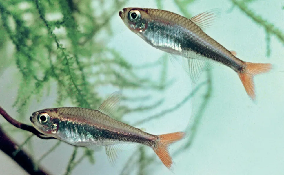 Loreto Tetra (Hyphessobrycon loretoensis)