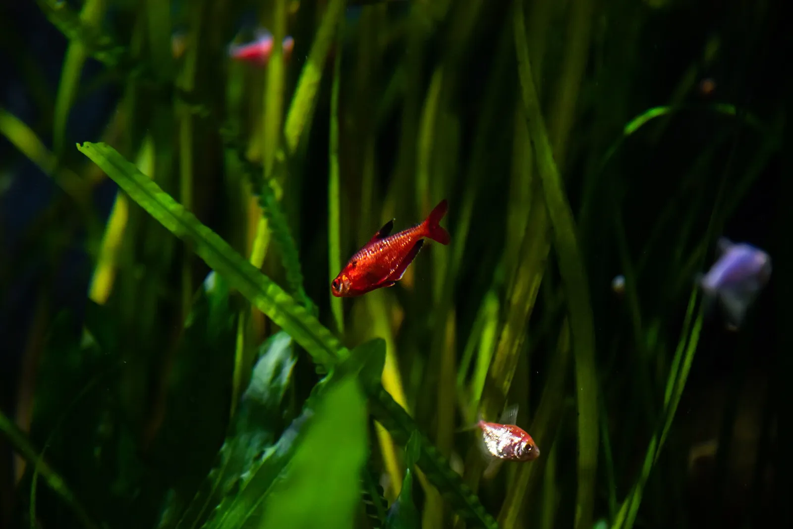 Minor Tetra (Hyphessobrycon minor)