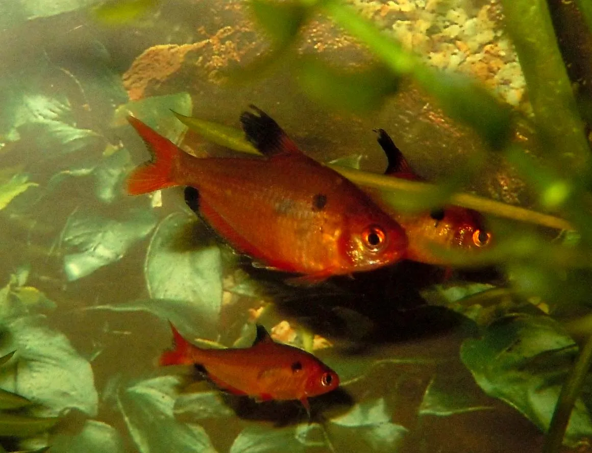 Minor Tetra (Hyphessobrycon minor)