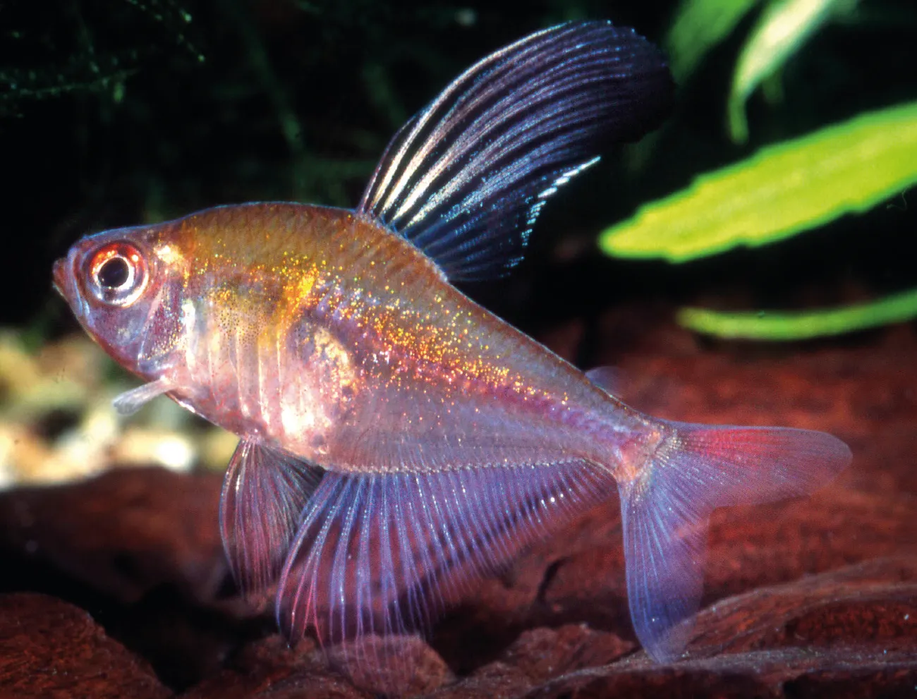 Goldshoulder rosy tetra (Hyphessobrycon paepkei)