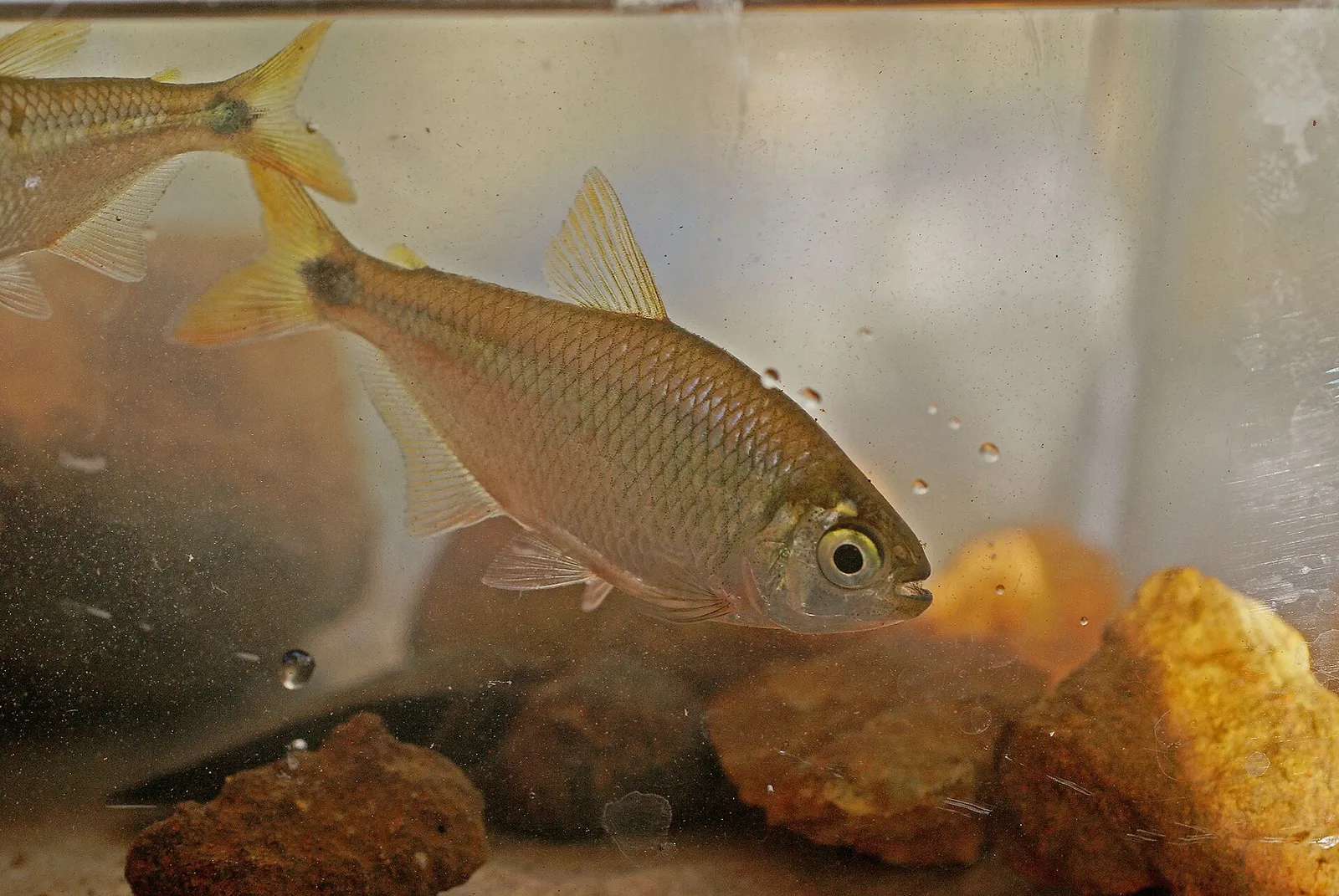 Panama Tetra (Hyphessobrycon panamensis)
