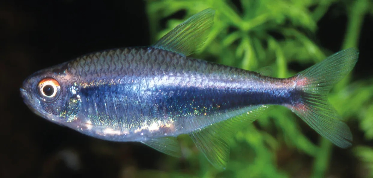 Peru tetra (Hyphessobrycon peruvianus)