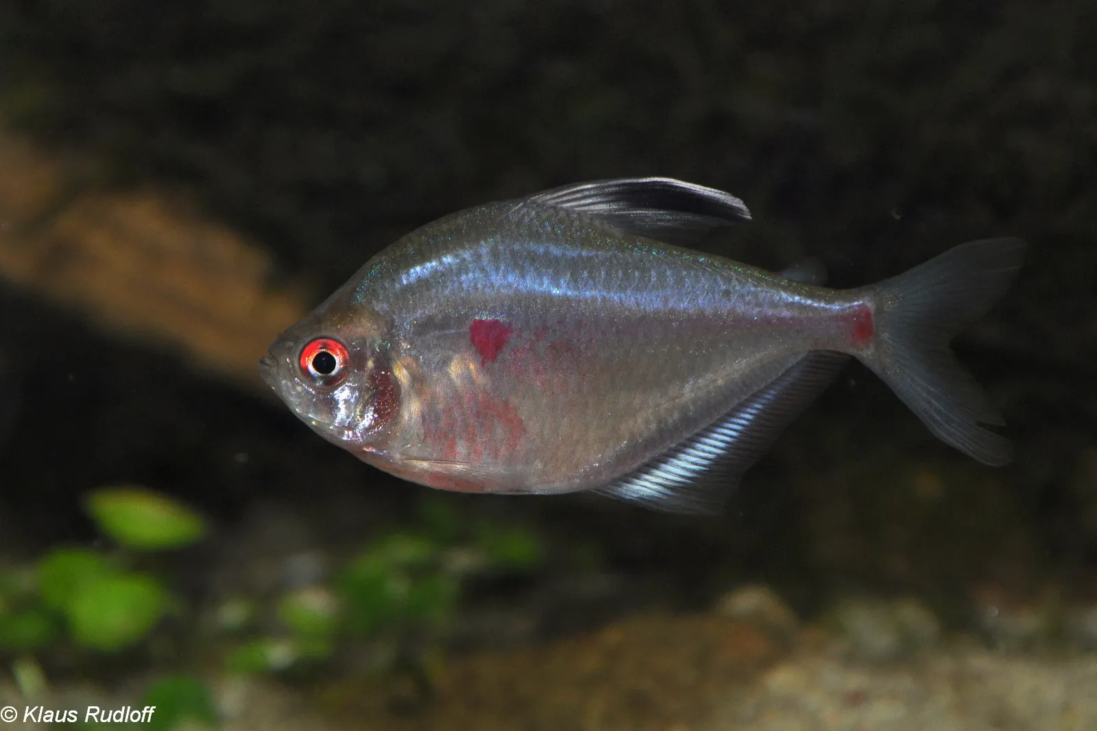 Lesser Bleeding Heart Tetra (Hyphessobrycon socolofi)