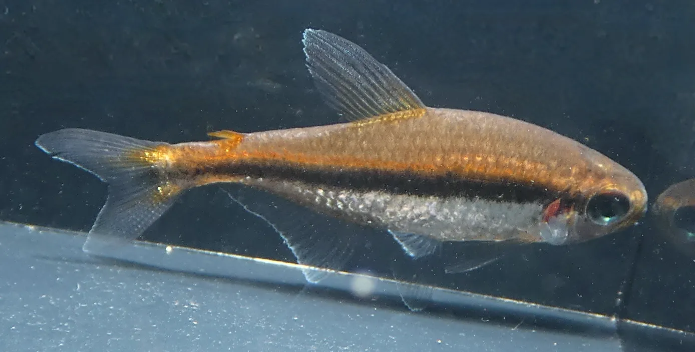 Chocolate Neon Tetra (Hyphessobrycon vilmae)