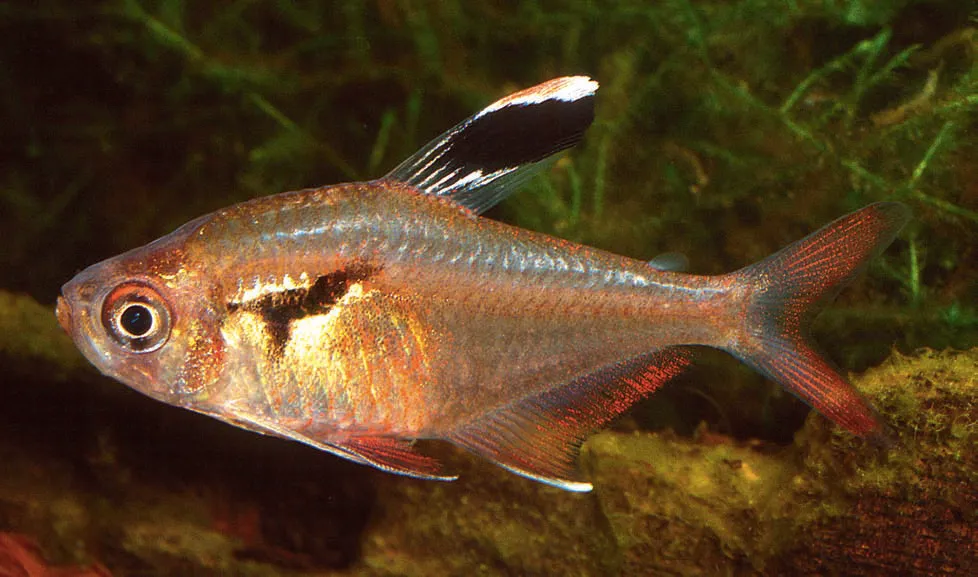 Hyphessobrycon werneri