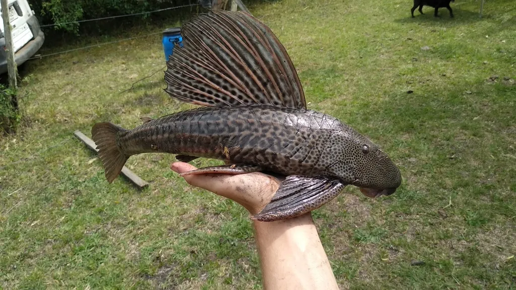 Jacuhy Pleco (Hypostomus aspilogaster)