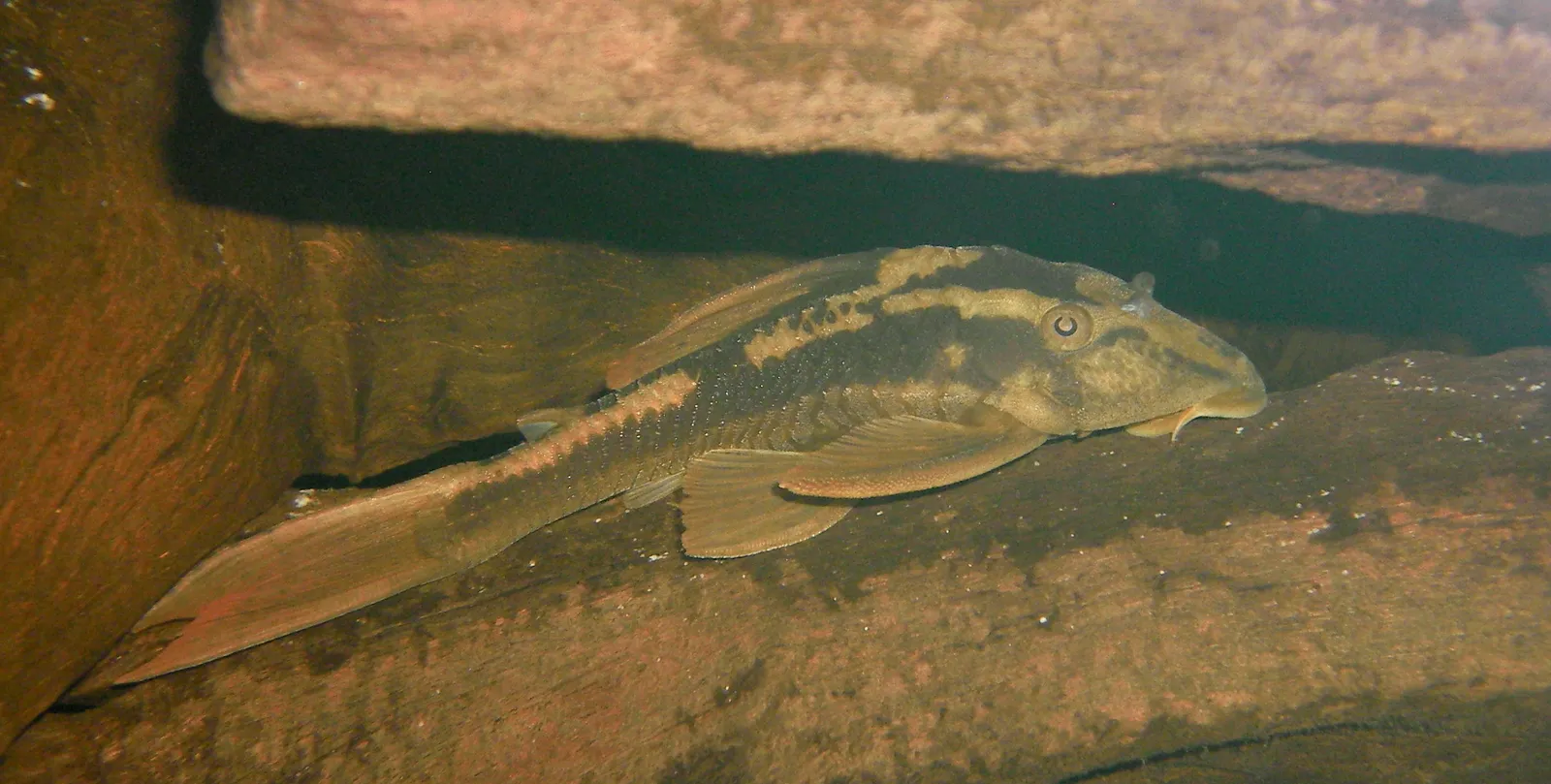 Basilisk Pleco (Hypostomus basilisko)