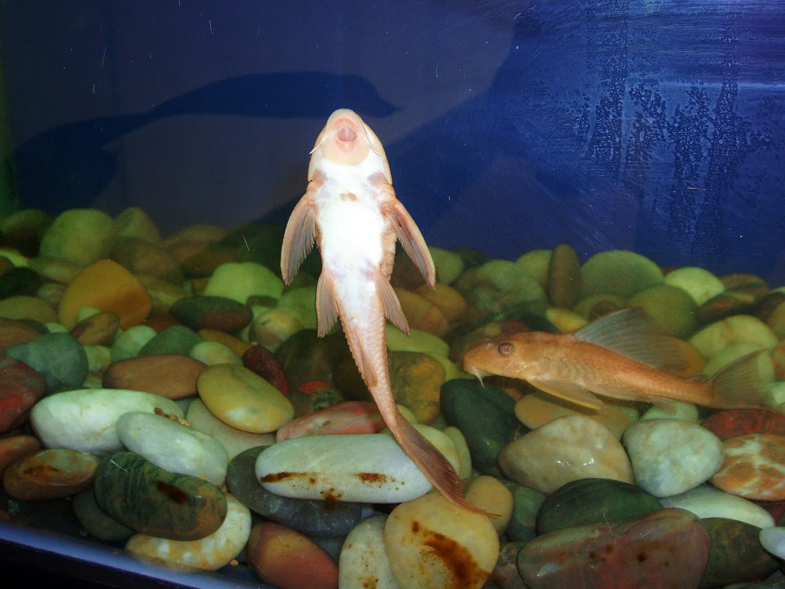 Spotted pleco (Hypostomus punctatus)