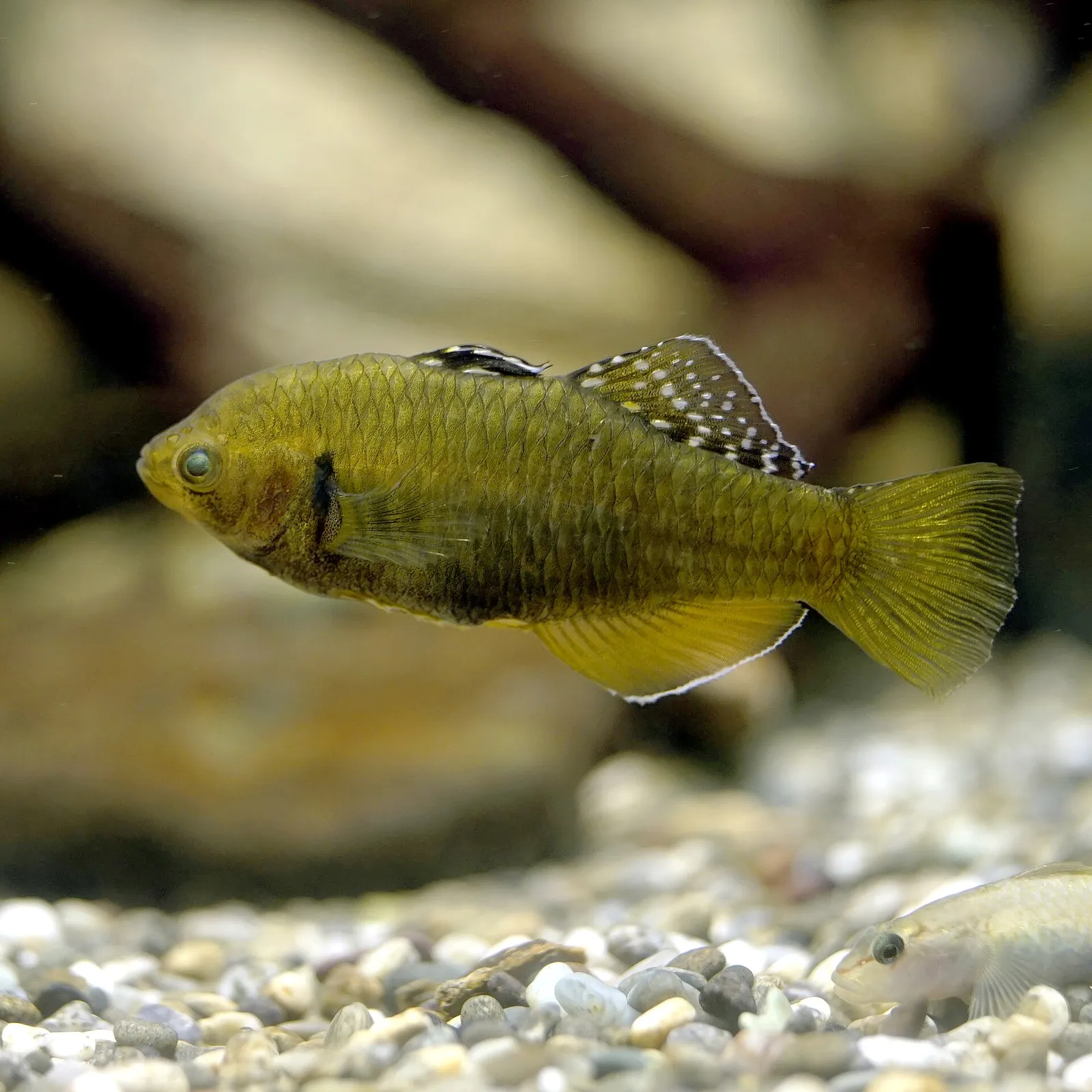 Tropical carp-gudgeon (Hypseleotris cyprinoides)