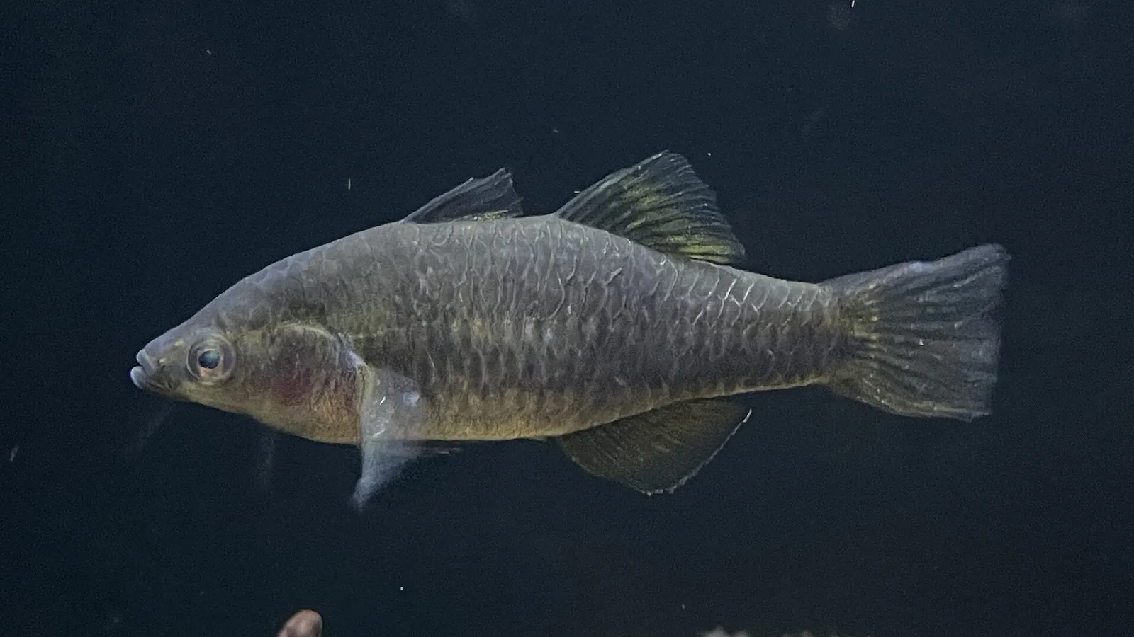 Tropical carp-gudgeon (Hypseleotris cyprinoides)