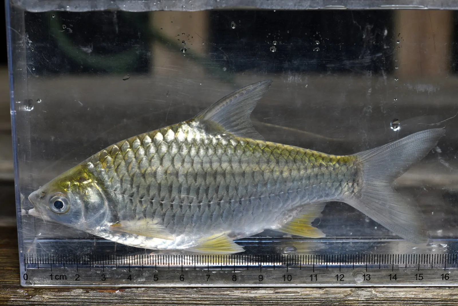 Yellow Eyed Silver Barb (Hypsibarbus pierrei)