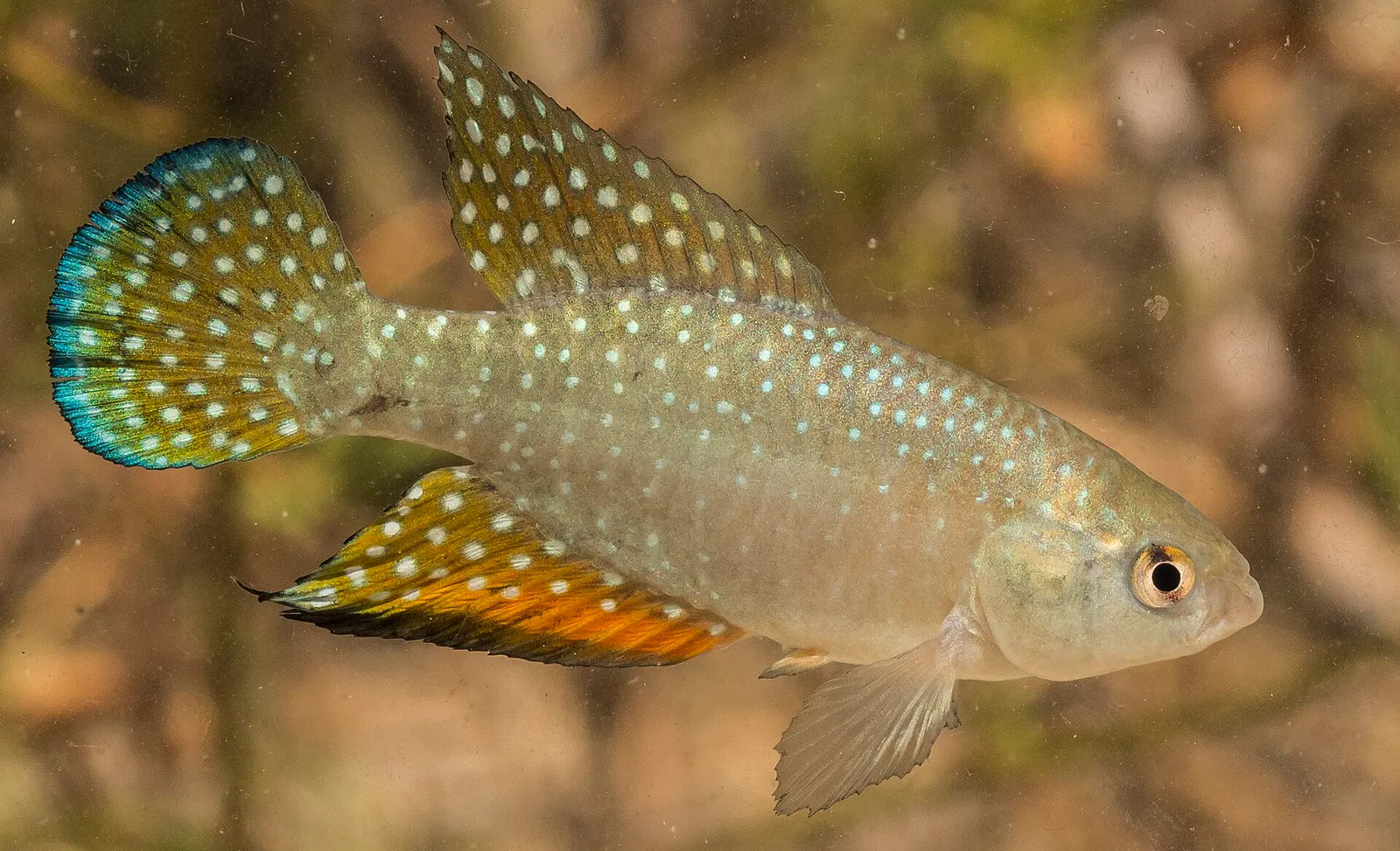 Hypsolebias antenori