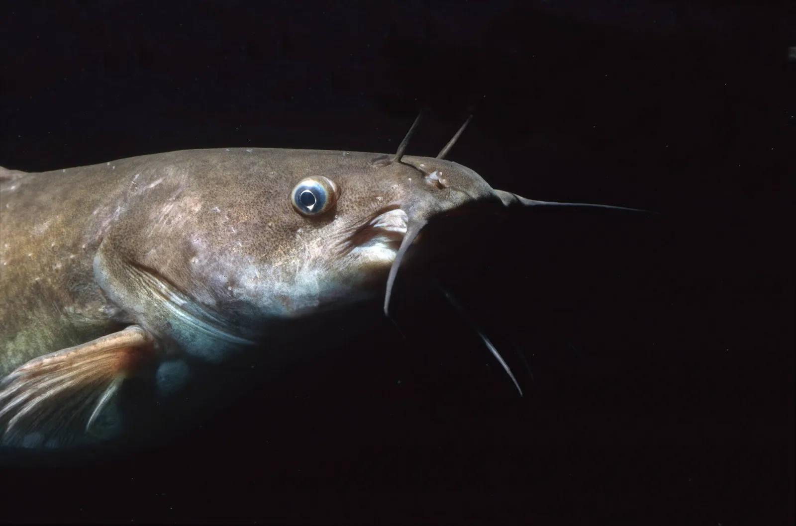 Blue catfish (Ictalurus furcatus)