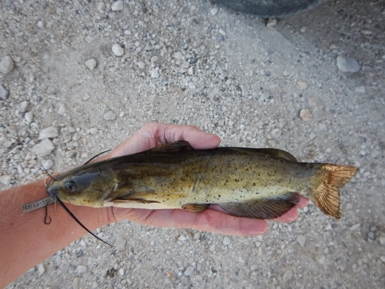 Headwater catfish (Ictalurus lupus)