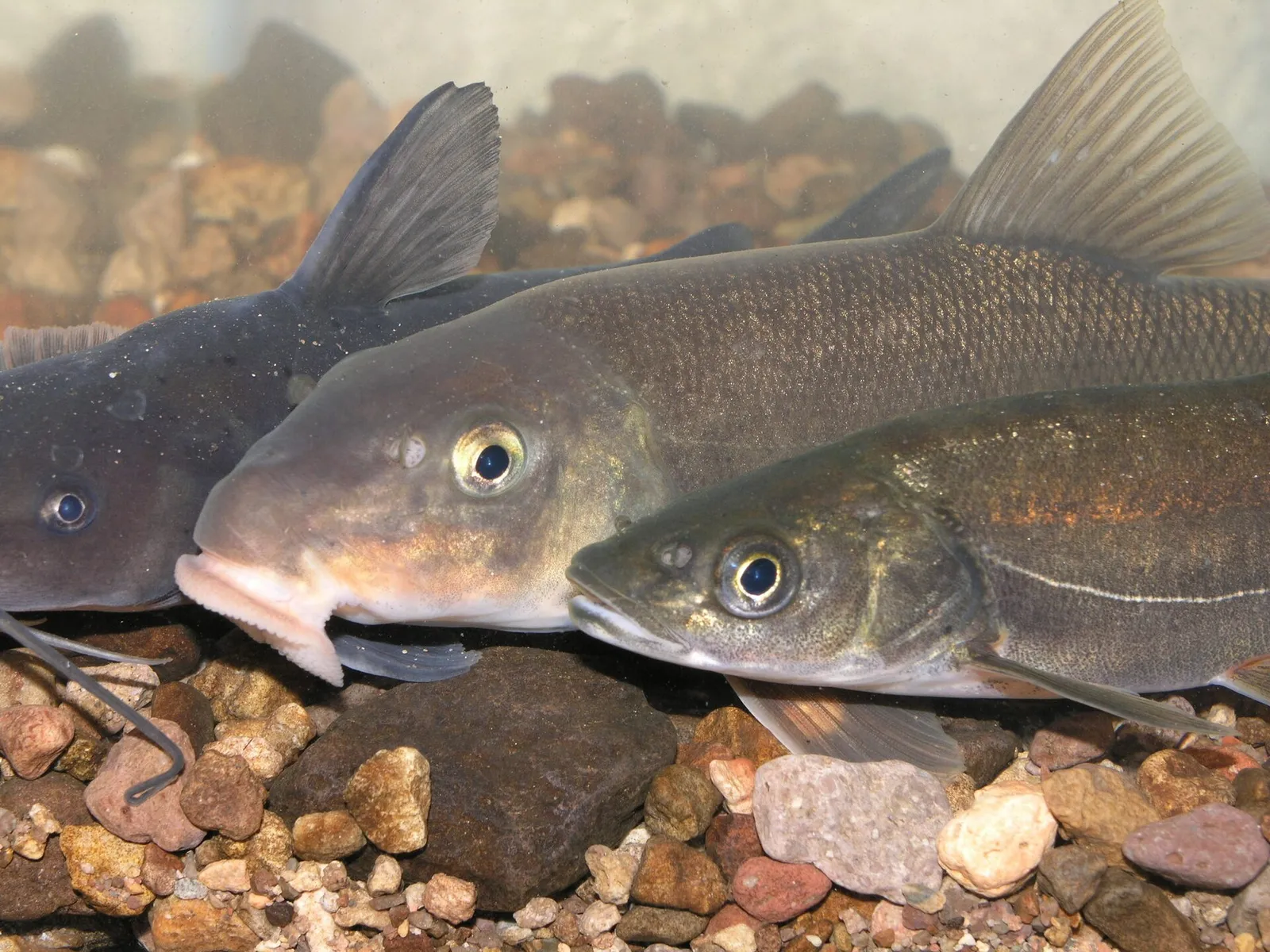Yaqui catfish (Ictalurus pricei)