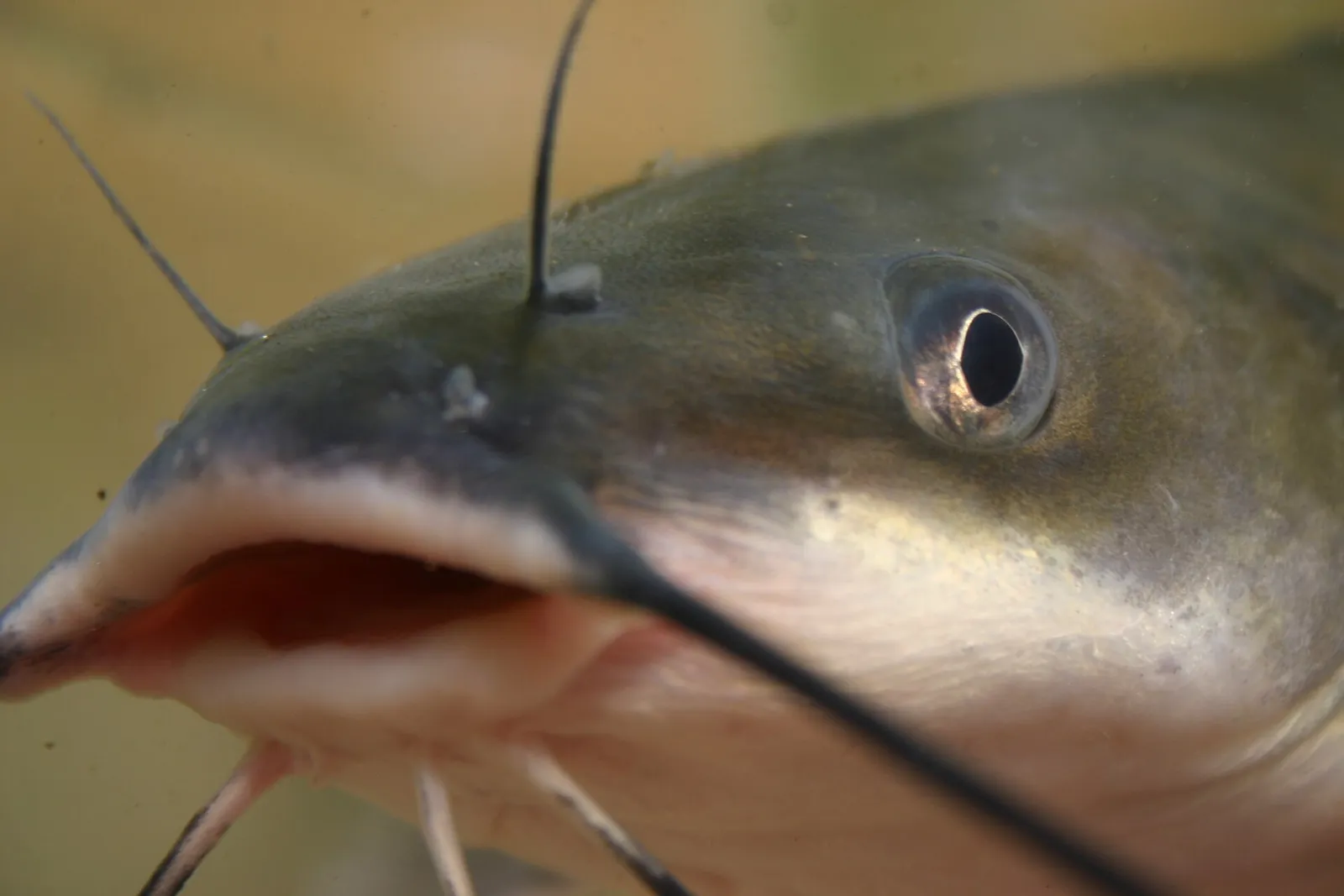 Channel catfish (Ictalurus punctatus)
