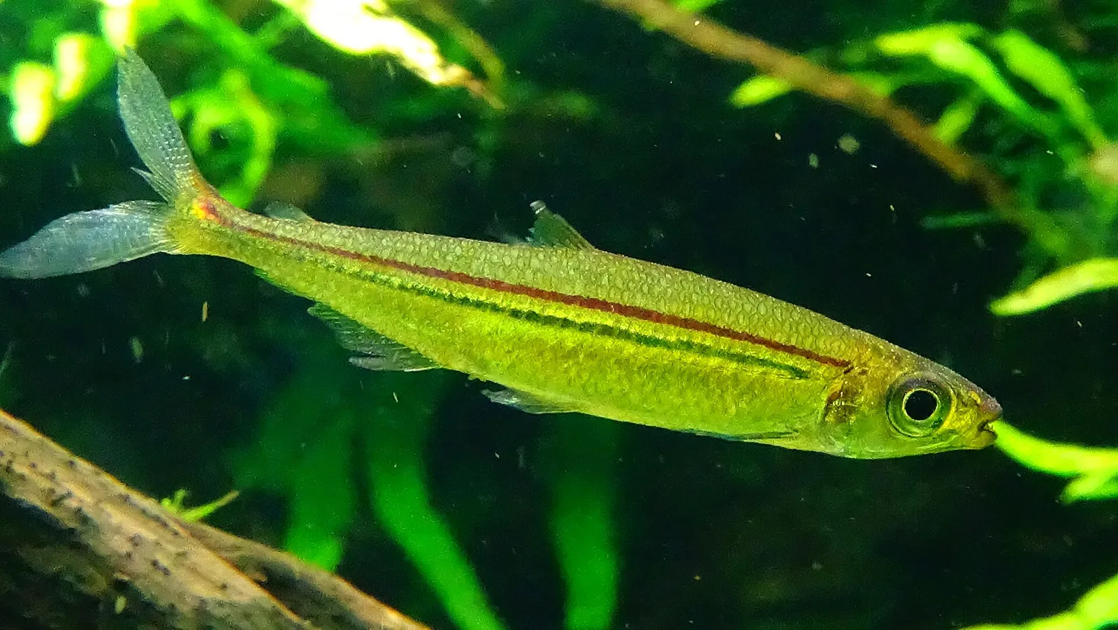 Red-line lizard tetra (Iguanodectes geisleri)
