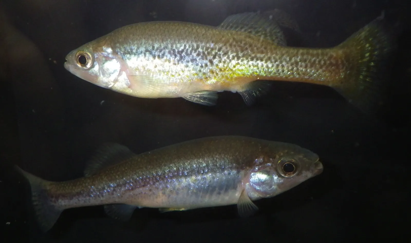Goldbreast splitfin (Ilyodon furcidens)