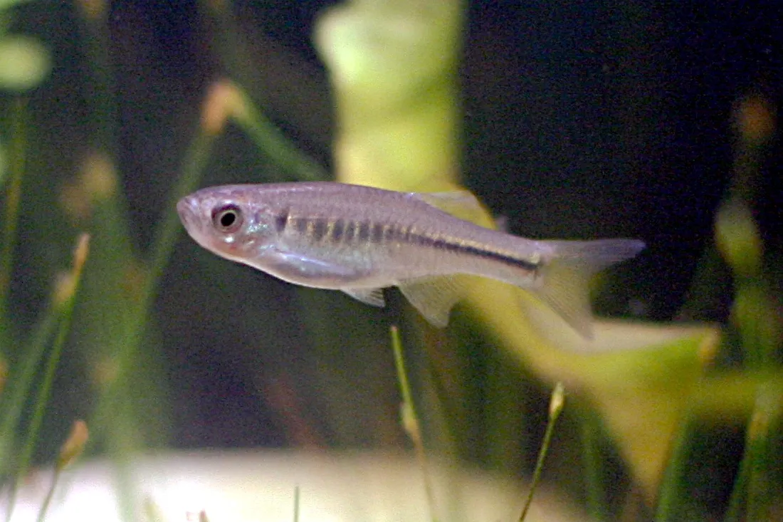 Inlecypris maetaengensis