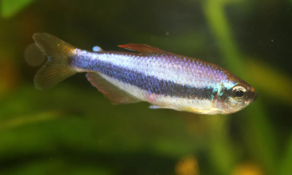 Blue Emperor Tetra (Inpaichthys kerri)