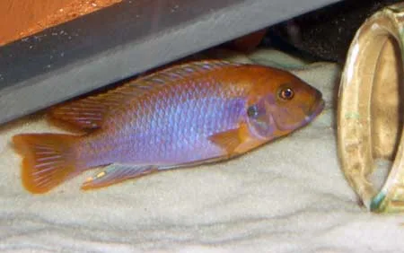 Iodotropheus sprengerae The Rusty Cichlid