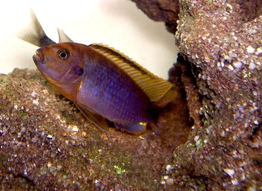 Lavender Cichlid (Iodotropheus sprengerae)