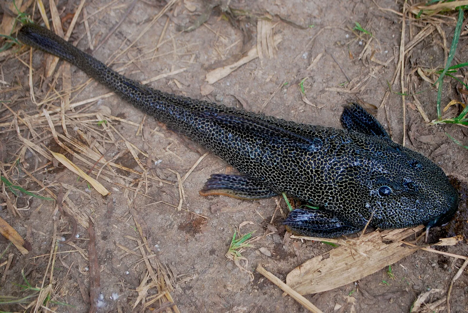 Zucchini Pleco (Isorineloricaria spinosissima)