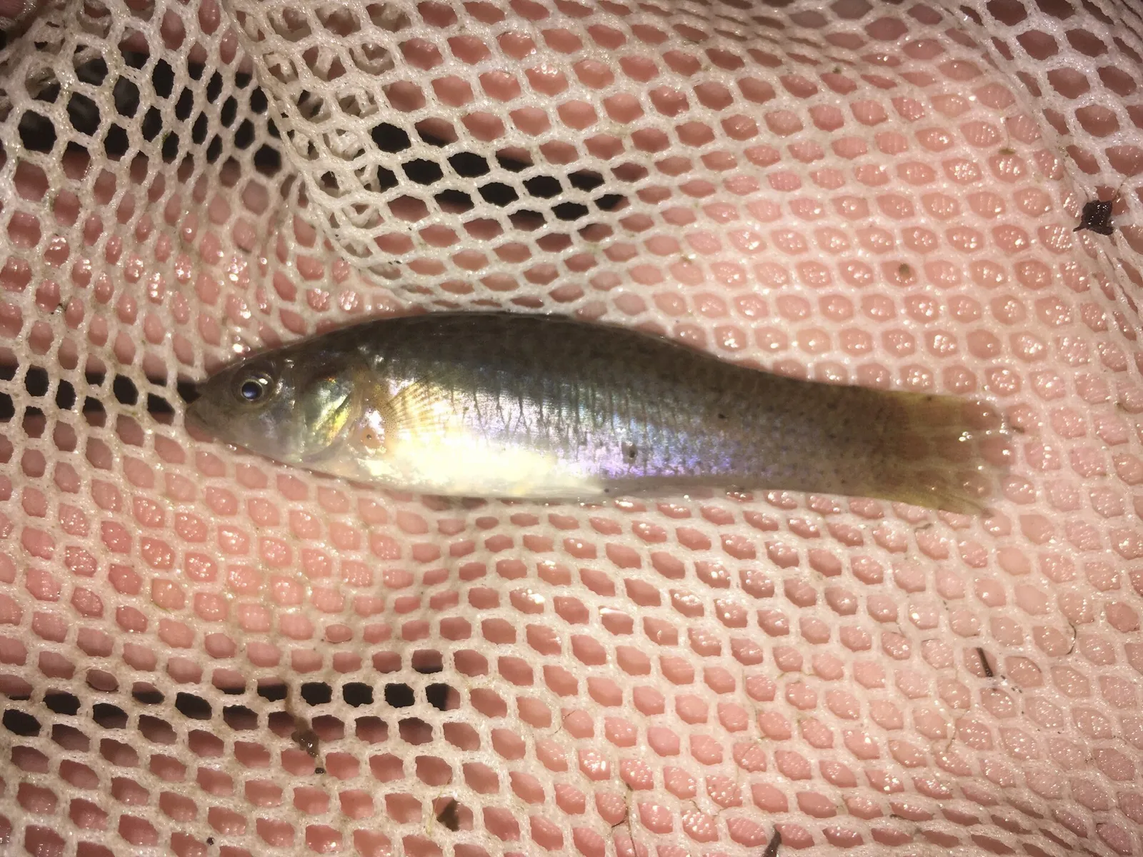 Onesided livebearer (Jenynsia lineata)