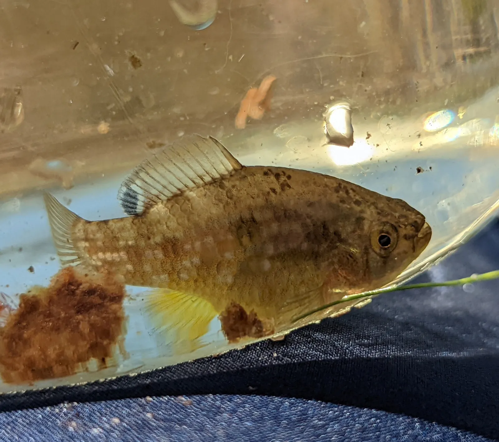American flagfish (Jordanella floridae)