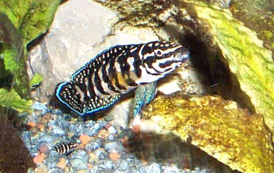 Julidochromis transcriptus