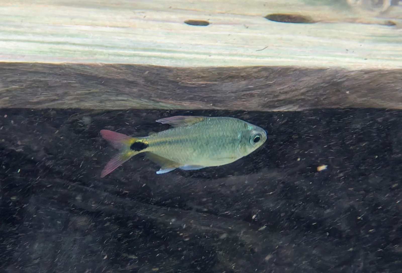 Peridot Tetra (Jupiaba acanthogaster)