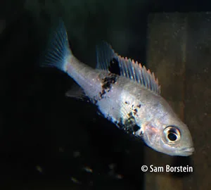 Katria katria female and fry in breeding coloration