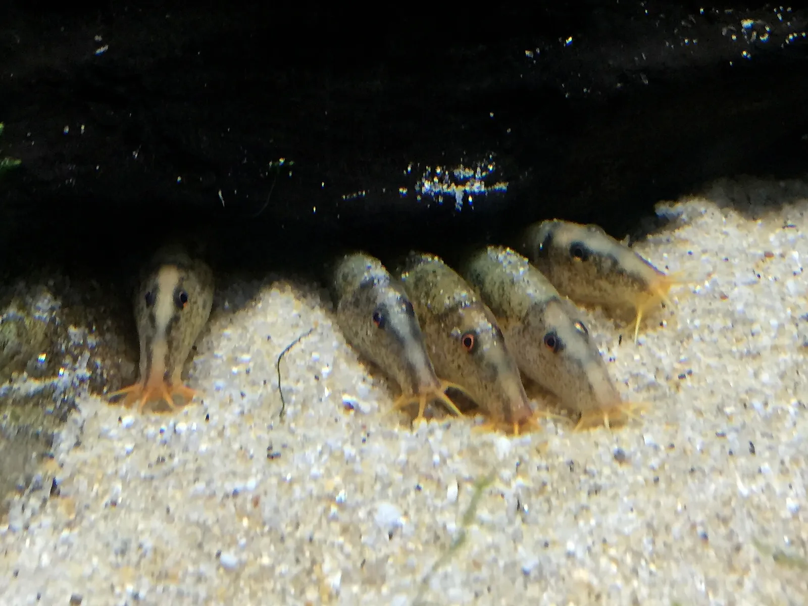 Koreocobitis rotundicaudata
