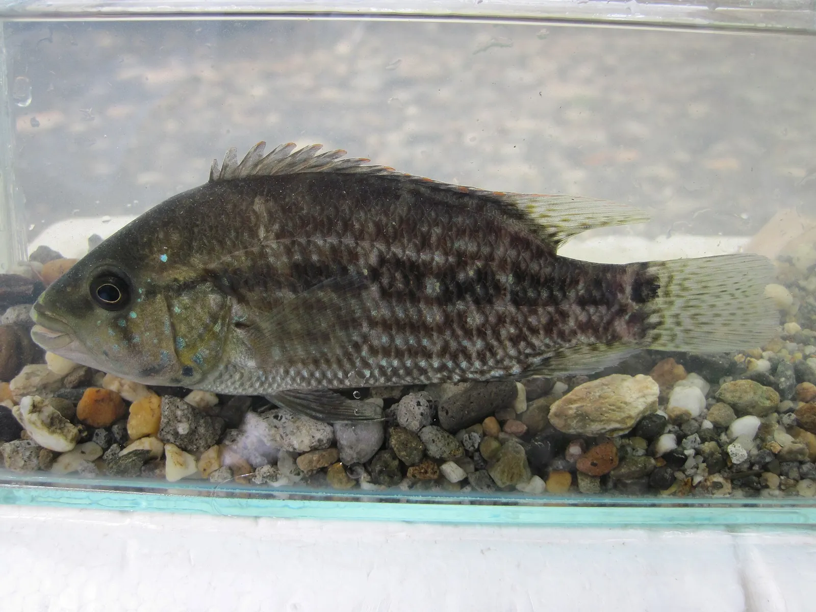 Umbee cichlid (Kronoheros umbriferus)