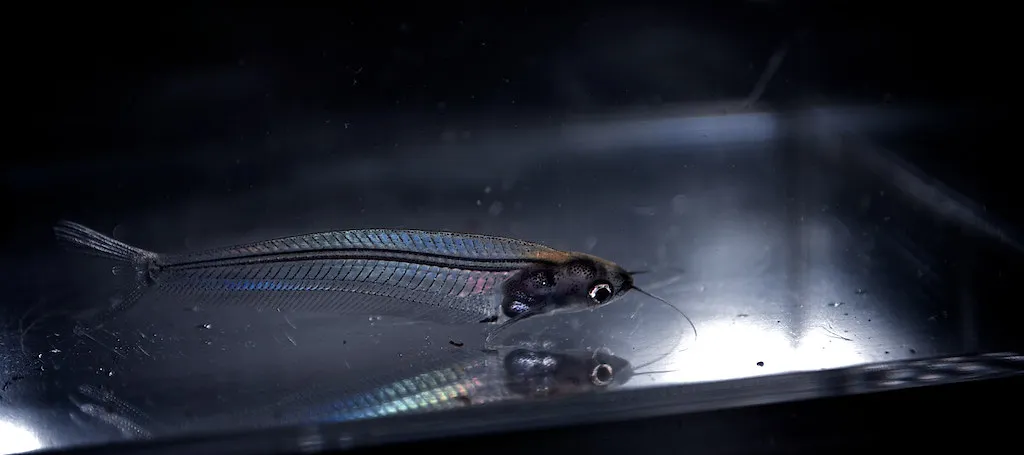 Glass catfish (Kryptopterus bicirrhis)
