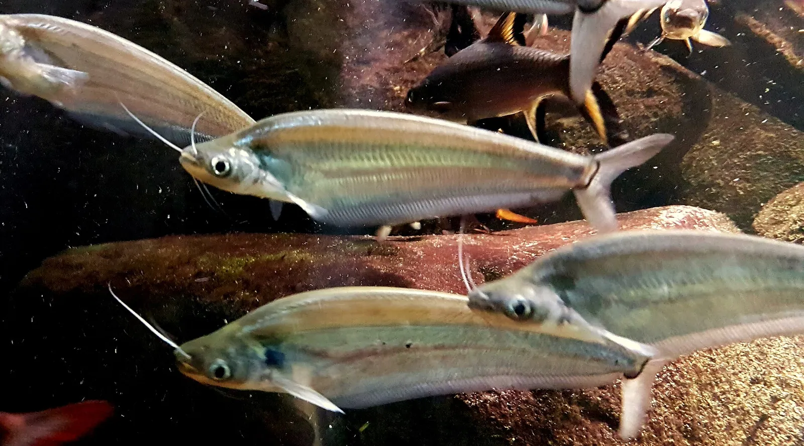 Blue glass catfish (Kryptopterus cryptopterus)