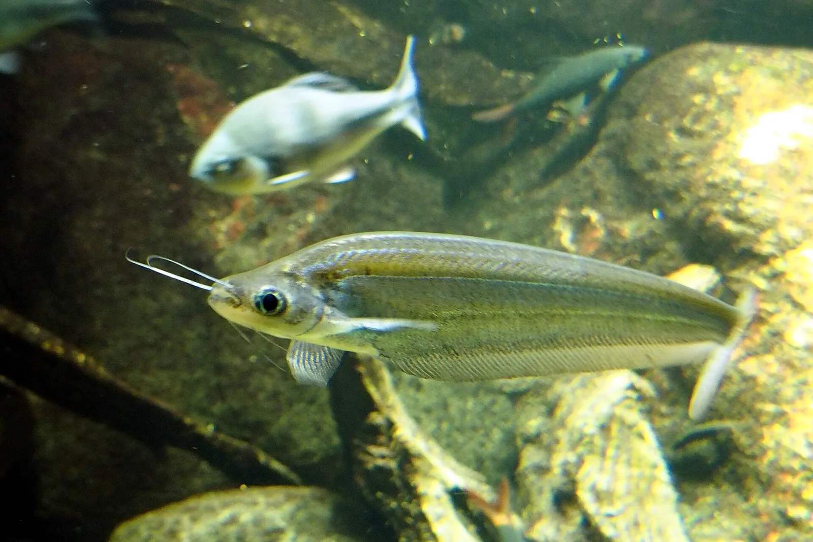 Blue glass catfish (Kryptopterus cryptopterus)