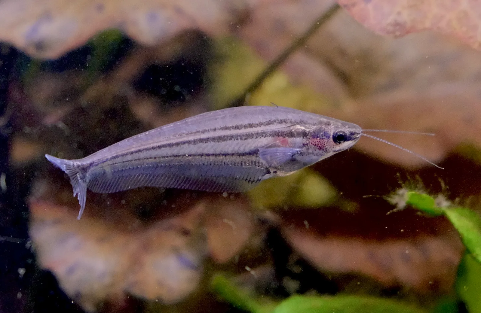 Big-headed glass catfish (Kryptopterus macrocephalus)
