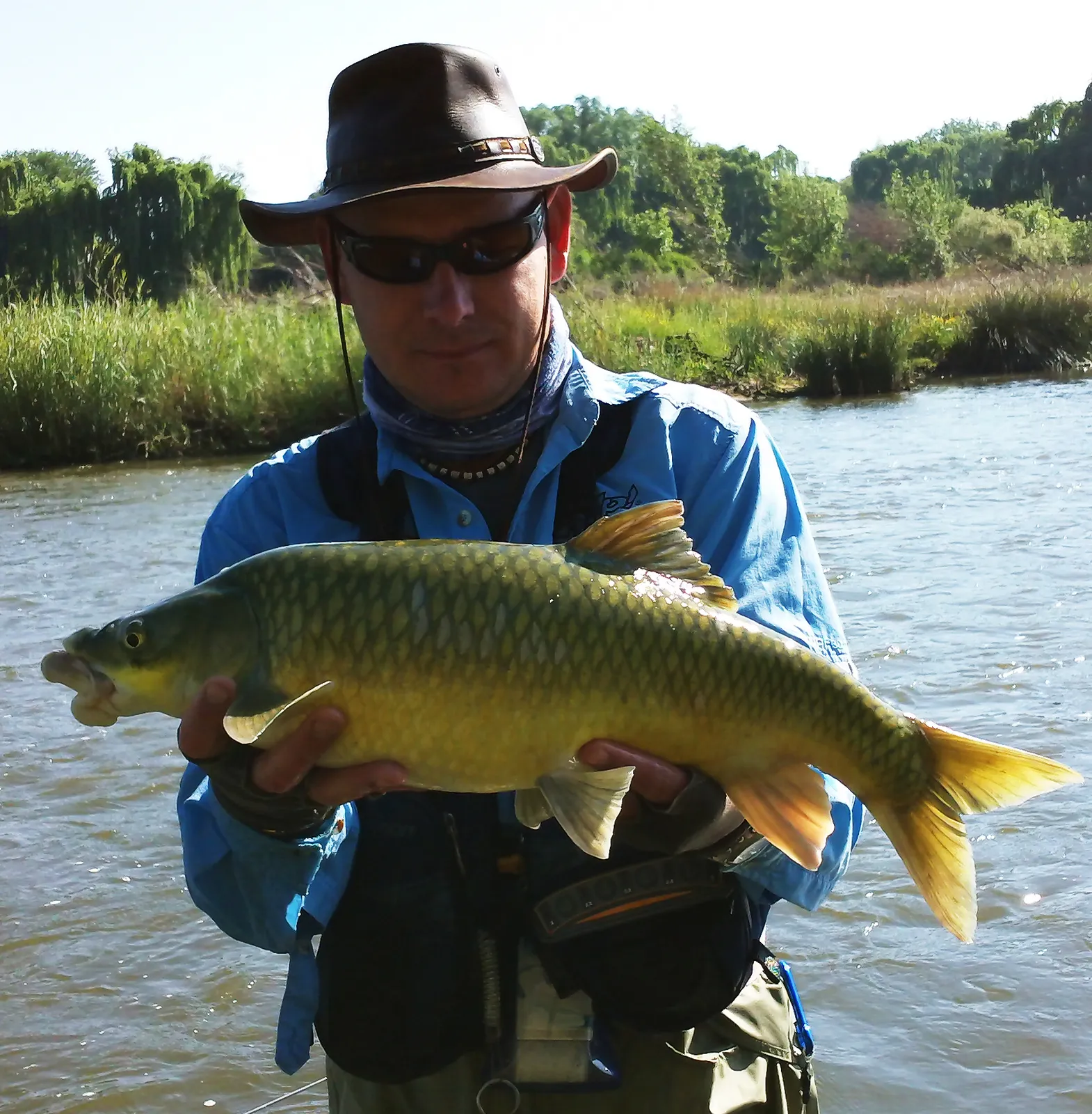Smallmouth yellowfish (Labeobarbus aeneus)