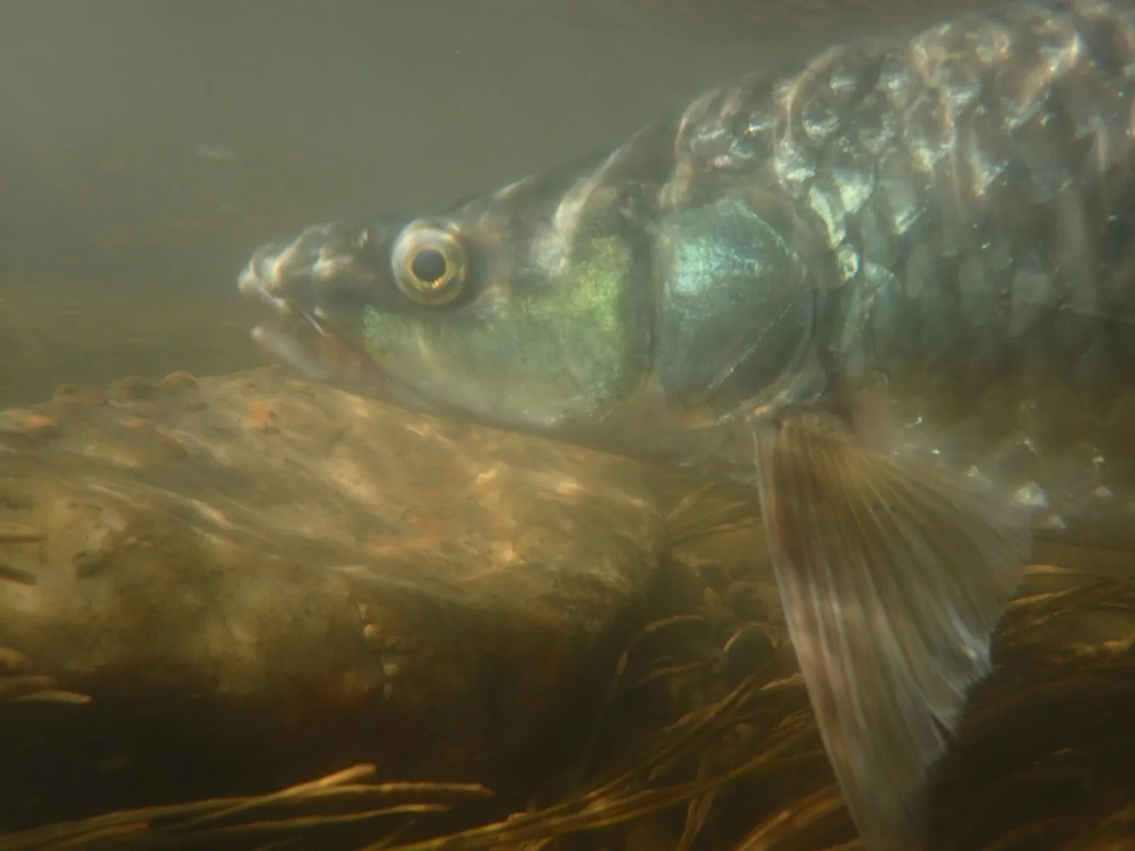 Largemouth yellowfish (Labeobarbus kimberleyensis)