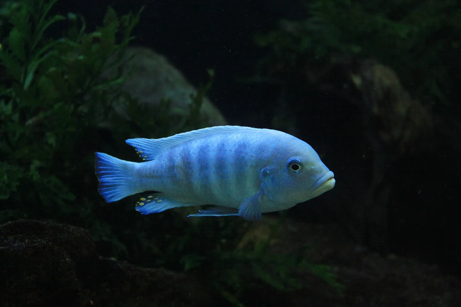 Blue mbuna (Labeotropheus fuelleborni)