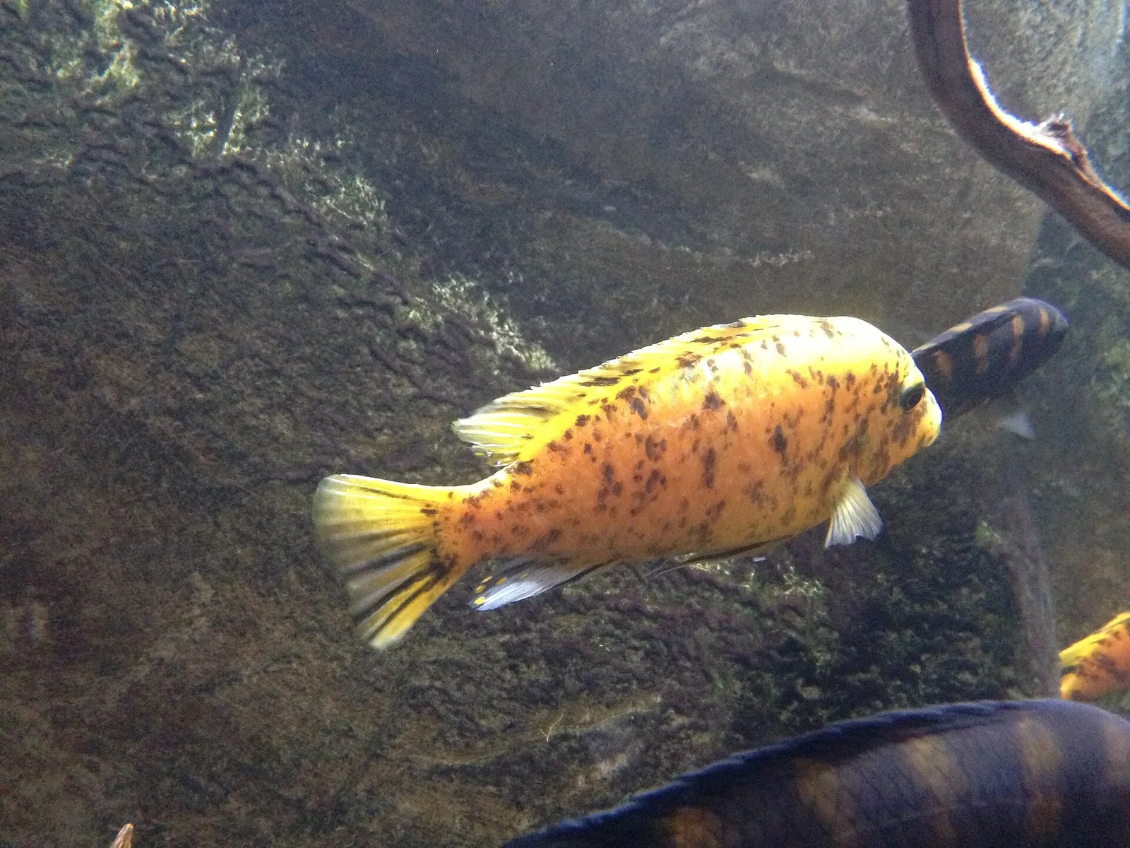 Blue mbuna (Labeotropheus fuelleborni)