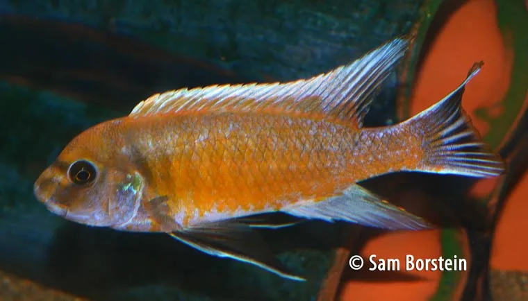 Labeotropheus trewavase Male