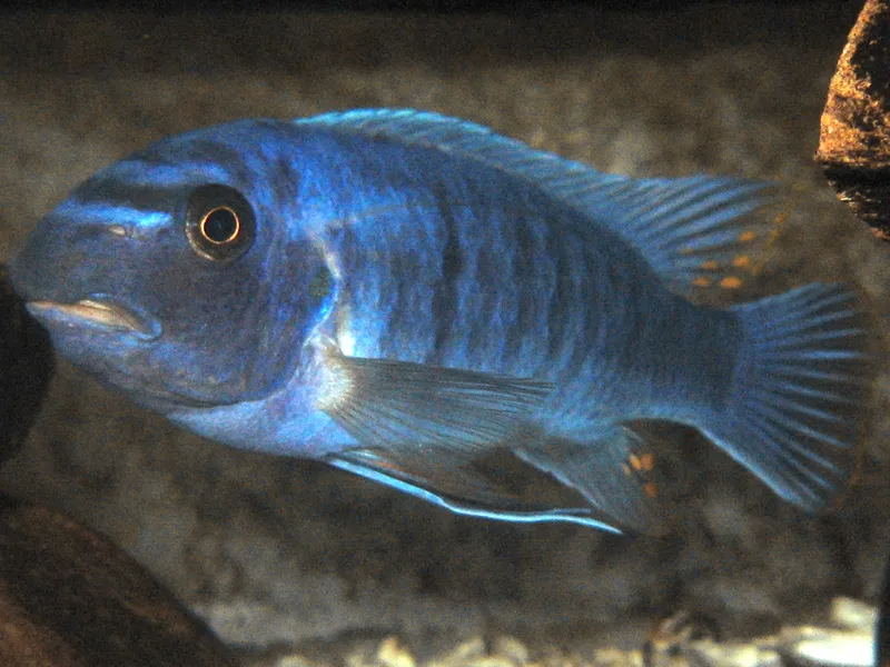 Red Top Trevawasae (Labeotropheus trewavasae)
