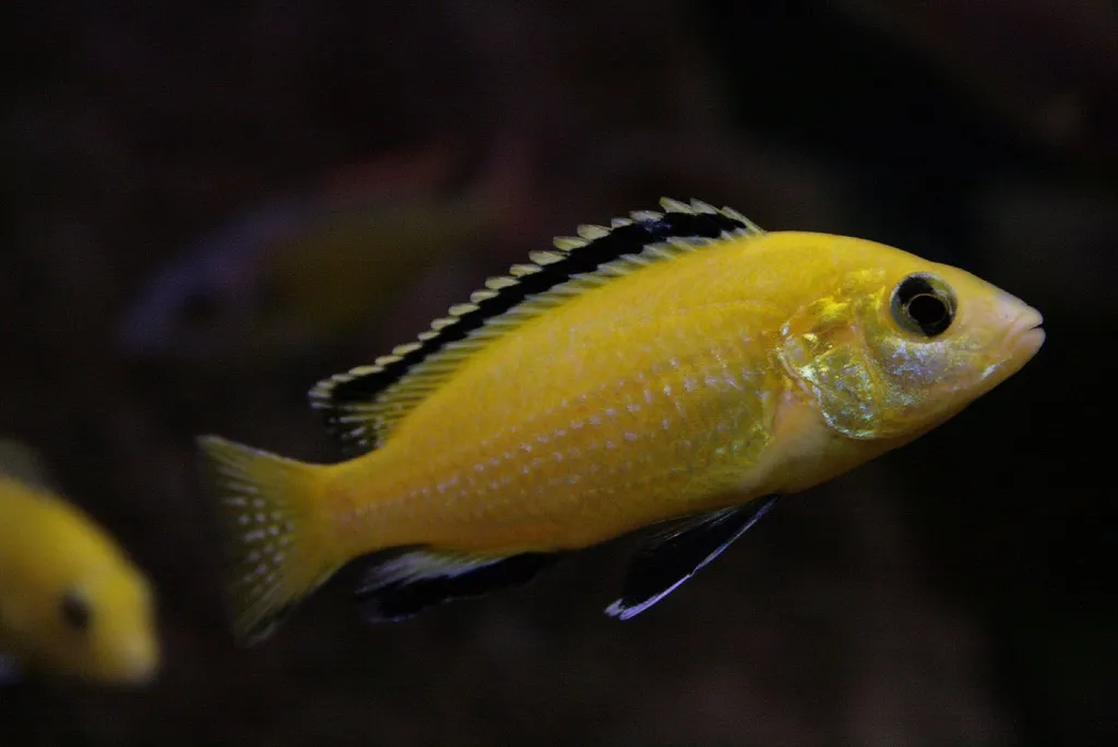 Electric yellow (Labidochromis caeruleus)